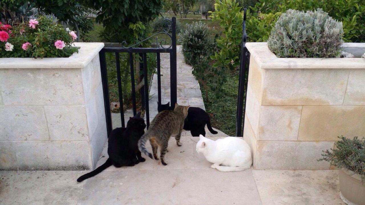 Villa Enea Monopoli Εξωτερικό φωτογραφία